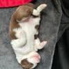 AKC border collie puppy ready to go home September 26