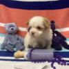 CKC Maltipoo puppies