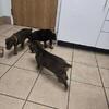 AKC Doberman Pinchser Puppies! READY TO TAKE HOME!
