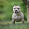 American Bully