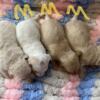 Chihuahua poodle (Chipoo)puppies for sale