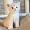 NEW Elite British kitten from Europe with excellent pedigree, male. Archi2