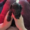 Mini Aussiedoodle Puppies for Rehoming