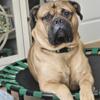 Handsome Bullmastiff Stud