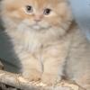 Red Male Persian 10 weeks old CFA Registered