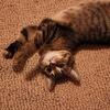 Female Kitty needs a loving home!