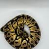 Female Ball Python For Sale