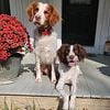 American Brittany Puppies - READY FOR HOMES