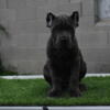 Canecorso pups akc registered