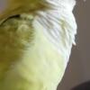 Osgood, Indiana Quacker parrot Zeke looking for a new home