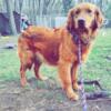 1.5 yrs old AKC golden retriever female