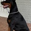 Doberman Puppi for sale