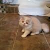 Cream and white male persian kitten