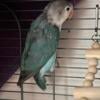 2- weened baby lovebirds available