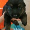 AKC German Shepherd Puppies