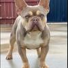 New shade Isabella tri french bulldog male