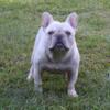 French bulldog 19 months male Color 