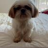 AKC female imperial Shih Tzu