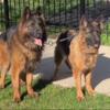 Akc registered european longhaired German shepherd