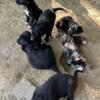 Black Lab Mix Puppies