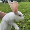 Flemish Giant Bunnies