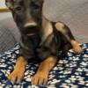 Reduced 6 Month Old Sable, Black/Tan German Shepherd Puppies