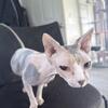 2 female Sphynx and 1 Devon Rex