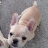 Fem.French Bulldog Puppy