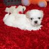HOLD Purebred Shih Tzu F Dixie