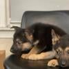 German shepherd puppies up to date on shots !