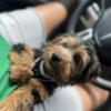 Yorkie puppy male for sale