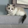 Ragdoll Siamese cross kitten