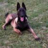 For Sale  KNPV xMalinois puppie 5 month old from excellent European bloodlines