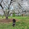 Standard poodle 