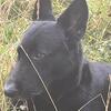 Black German Shepherd