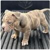 BiG Trouble❌Skittlez pups. Only four males left!!