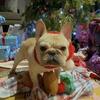 ADOPTED !!!AKC champion parent French bully