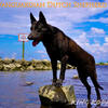 Dutch Shepherd Puppies Imported K.N.P.V. police bloodline