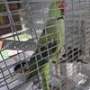 Ringneck pair