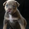 American bully pups for sale