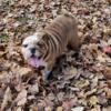 English Bulldog Puppy *CHEETO*