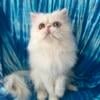 CFA reg.  Persian Wonderful  White Odd eyes male