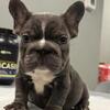 Frenchie big ropes 