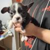 French Bulldog and Boston terrier mix For Sale