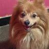 Pomeranian Stud Service