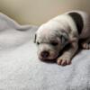 American Bully Puppies (Christmas Day Pick up)