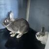 Netherland Dwarf Rabbit for Sale