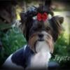 AKC Male Yorkie Yorkshire terrier carries parti and chocolate  STUD SERVICE ONLY