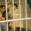 Adorable Canary Birds