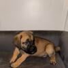 4 Cane Corso Puppies for sale